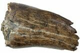 Serrated Tyrannosaur Tooth - Judith River Formation #227812-1